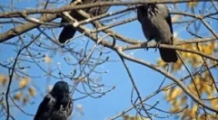 Krows okvirji zjutraj: vzroki za vedenje ptic, znakov