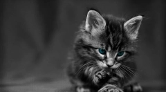 Starševstvo kottenka