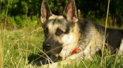 East european shepherd