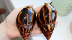 Ali polži padejo v mirovanje, zakaj spi, kaj storiti