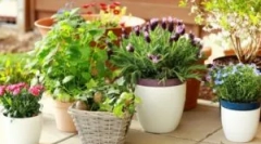 Škodljivci na notranjih barvah