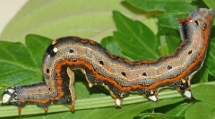 Zlonamerne žuželke