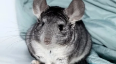 Vse o nosečnosti chinchillas, kako so rojstvo