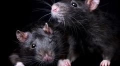 Vse o črni podganah: videz, življenjski slog, zanimiva dejstva