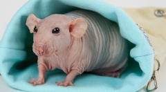 Vse o bald rat sphinx: opis, vrste, nega in vsebina kot hranjenje