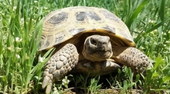 Vse o zemljiške želve