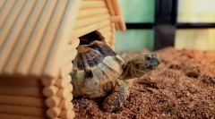 Vse o terariju za kopensko želvo