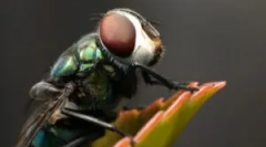 Vse o tem, kje prihajajo muhe od doma