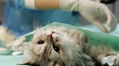 Najpomembnejše o sterilizaciji mačk