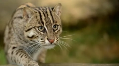 Vse skrivnosti willerja cat-fishermana