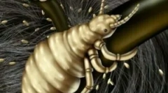 Uši in njihovo inkubacijsko obdobje