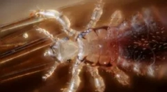 Like, kot so nosilci bolezni