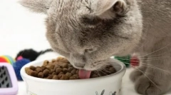 Vse najboljše - mačke: značilnosti in sorte krme 1. Izbira