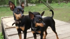 Vse o pasma praga krysarik (ratlik): zgodba in standardi pasme, znaka psov, nega, vsebina