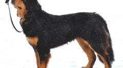 Izberite vzdevek za shepherd