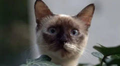 Izberite mačko na znaku zodiaka: primerne pasme