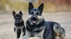 Izbira mladička vzhodnoevropskega pastirja