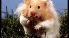 Izbira in nakup hrčka