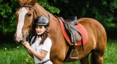 Izbor hlevov, avtobusov in konj