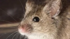 Izbira najboljše vabe za miši