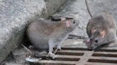 Izbira vabe za podgane