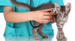Cat veterinar choice