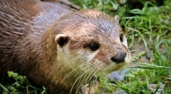 Kavkaški otter