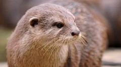 Otter