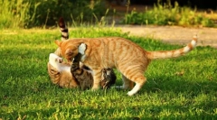 Odhod v naravo z mačko