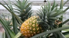 Raste ananas doma