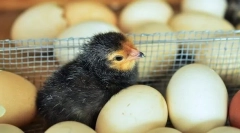 Rastočih piščancev ne uspe