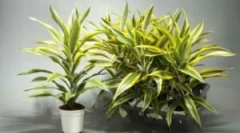 Bolezni in škodljivci na slameratu