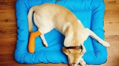 Bolezni kosti, spojne in mišične bolezni