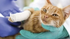 Bolezni sklepov in kosti v mačkah