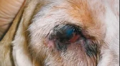 Bolezni starosti in površine oči