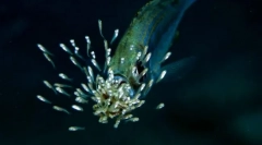 Ribe o svojih otroških nega?