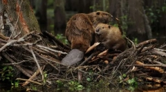 Zakaj bobras gradijo jezove?