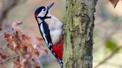 Zakaj je žobec udaril na drevo?