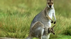 Zakaj kenguru torba?