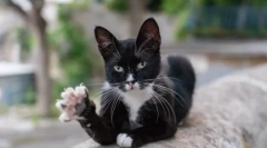 Zakaj mačke blazinice na tacah: osnovne teorije