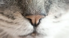 Zakaj je mačka mokra nos?