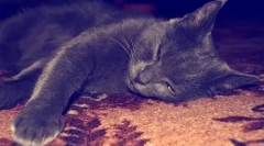 Zakaj je mačka brki