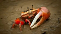 Zakaj krama kulshnya?