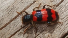 Zakaj ličinka hrošče matere leti na čebelah?