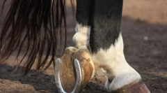 Zakaj podkvi in ​​kako so pritrjeni?