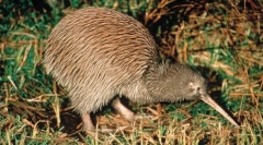 Zakaj je bird kiwi tako dolg kljun?