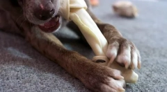 Zakaj pes potrebuje peti prst