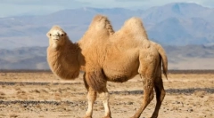 Zakaj camel horn?