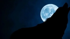 Zakaj volkovi preživijo na polni luni?