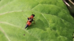 Zakaj zhukam-stafilines dolga svetlo trebuh?